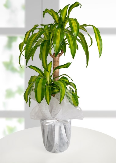Dracena Massengena Canlı Saksı Çiçeği 3 LÜ